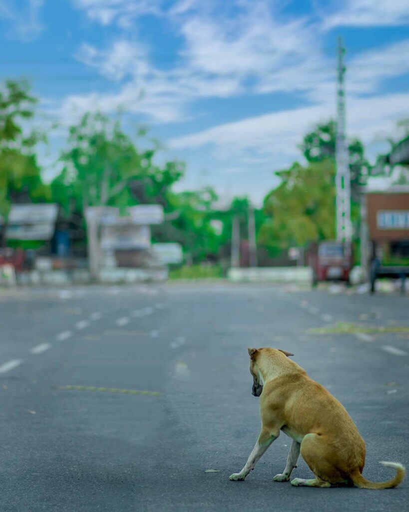 picsart-dog-background-full-hd